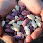 How to Know If Eating Beans Is Right for You