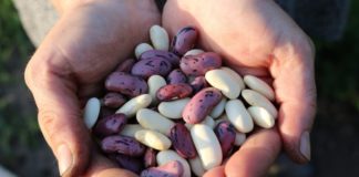 How to Know If Eating Beans Is Right for You
