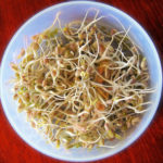 bean-sprouts-sprouted.jpg