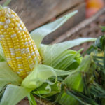 Corn: Is It a Good Thing? The Why, When, and How to Eating This Veggie