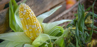 Corn: Is It a Good Thing? The Why, When, and How to Eating This Veggie