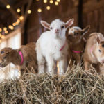 Everything You Need to Know About Baby Goat Yoga