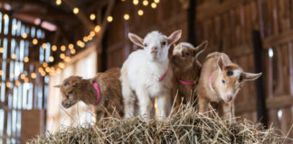 Everything You Need to Know About Baby Goat Yoga